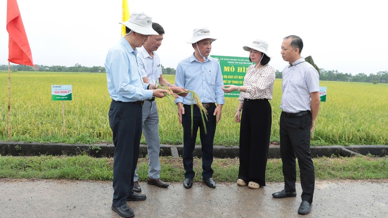 Nâng tầm hạt gạo Thủ đô từ xây dựng mô hình khuyến nông an toàn, hiện đại- Ảnh 1.