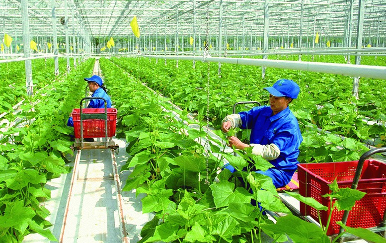 Chính sách về khuyến nông- Ảnh 1.