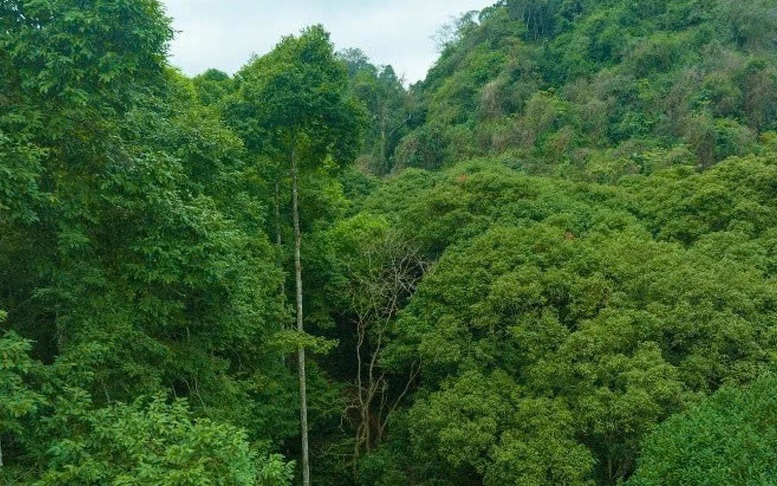 Lượng hóa Carbon rừng: Biến 'tài sản xanh' thành nguồn thu mới cho phát triển bền vững