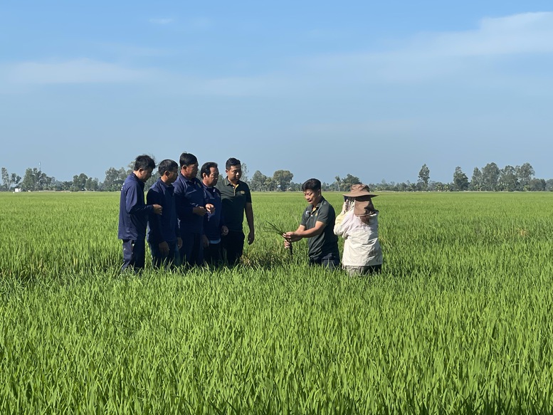 Bài 1: Người trồng lúa đã dám làm khác- Ảnh 2.