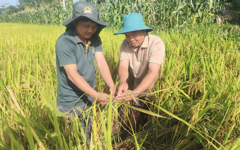 Bài 5: Đề án 1 triệu ha lúa chất lượng cao: Mô hình phải 'sống' được bằng hiệu quả