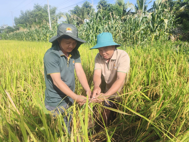 Bài 5: Đề án 1 triệu ha lúa chất lượng cao: Mô hình phải 'sống' được bằng hiệu quả- Ảnh 7.