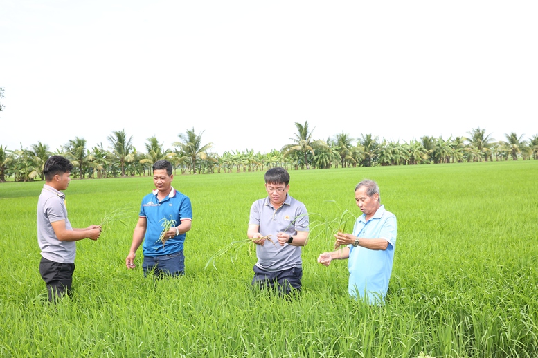 Bài 5: Đề án 1 triệu ha lúa chất lượng cao: Mô hình phải 'sống' được bằng hiệu quả- Ảnh 1.