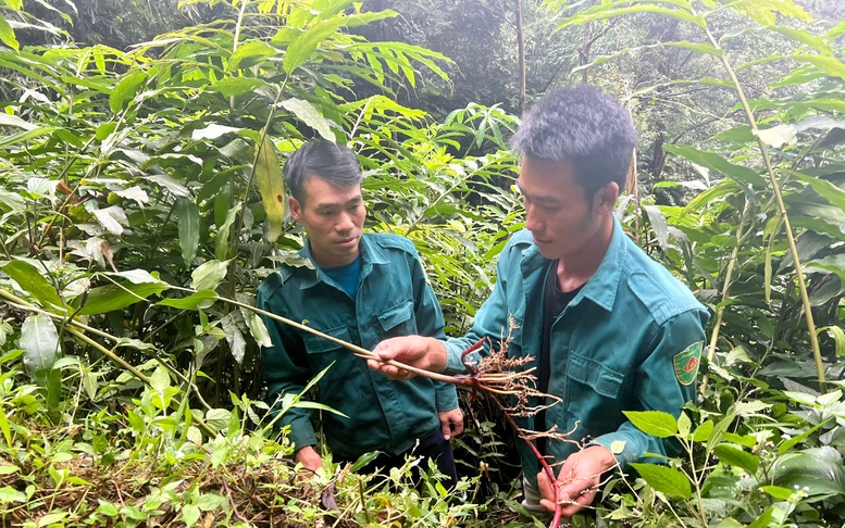 Phát triển kinh tế dưới tán rừng tạo sinh kế cho người dân