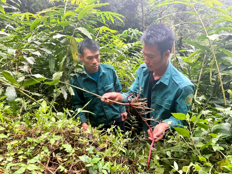 Phát triển kinh tế dưới tán rừng tạo sinh kế cho người dân- Ảnh 1.
