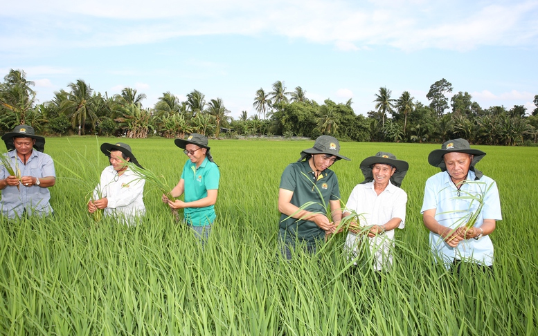 Bài 3: Ai ‘giữ nhịp’ cánh đồng 1 triệu ha lúa chất lượng cao?