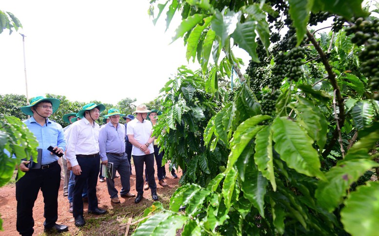 Phân bón Cà Mau nâng tầm giá trị mới cho cà phê Robusta Việt