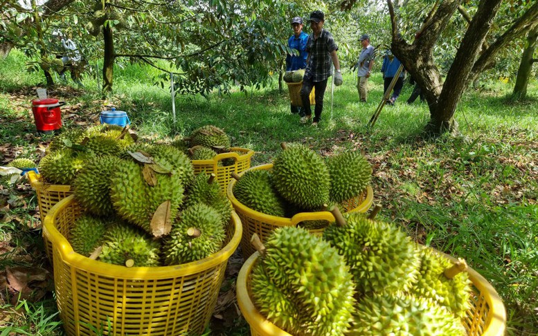 Thông điệp mạnh từ vụ án sầu riêng
