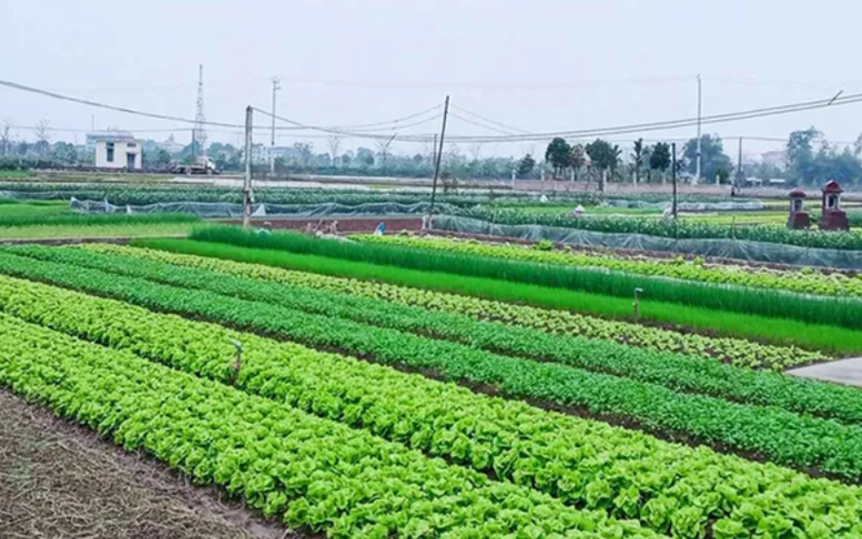 Đất nông nghiệp hết hạn: khi nào được gia hạn, khi nào bị thu hồi?