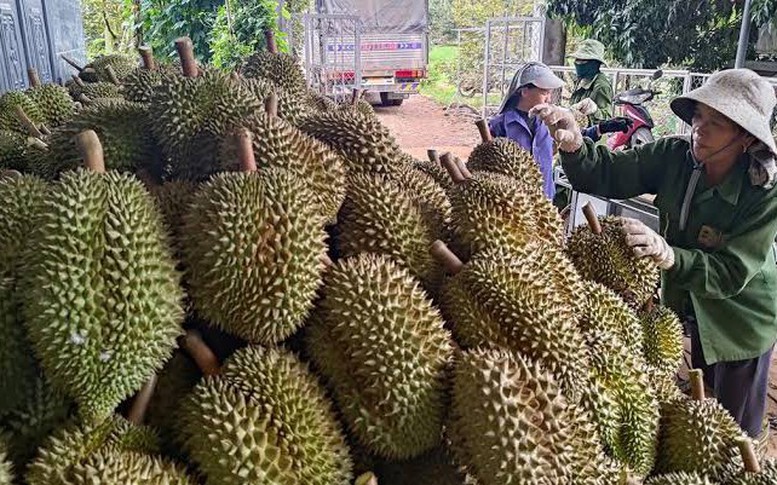 Sầu riêng tươi chinh phục thị trường Ấn Độ