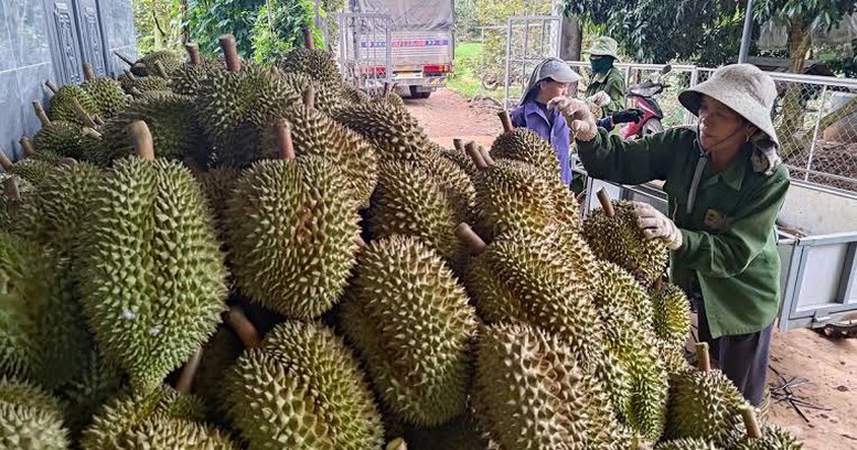 Sầu riêng tươi chinh phục thị trường Ấn Độ- Ảnh 1.