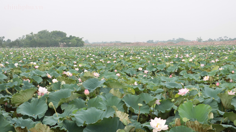 Hà Nội mở rộng mô hình trồng sen chất lượng cao, thích ứng biến đổi khí hậu- Ảnh 2.