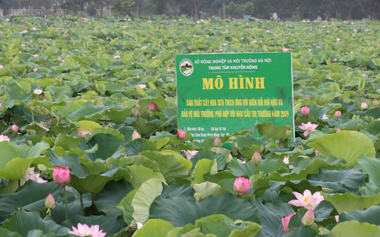Hà Nội mở rộng mô hình trồng sen chất lượng cao, thích ứng biến đổi khí hậu
