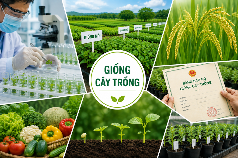 Đề xuất thống nhất đầu mối quản lý nhà nước về bảo hộ quyền đối với giống cây trồng- Ảnh 1.