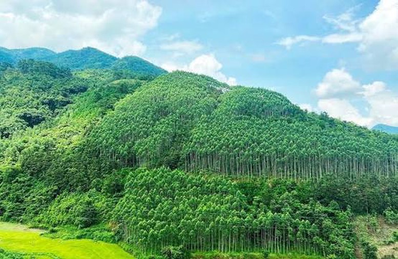 Thành lập Hội đồng thẩm định điều chỉnh Quy hoạch lâm nghiệp tầm nhìn đến năm 2050- Ảnh 1.