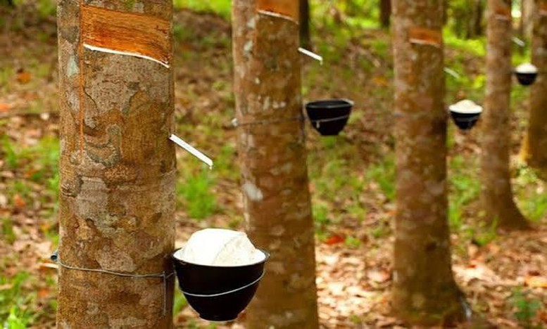 Thị trường tín chỉ carbon: Cơ hội tăng giá trị xuất khẩu cho cao su Việt Nam- Ảnh 1.
