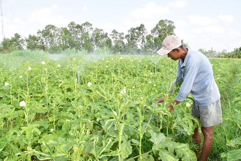Đồng bào Khmer thoát nghèo từ nguồn vốn tín dụng chính sách- Ảnh 1.