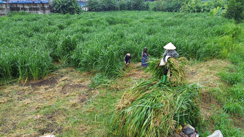 'Thổ nhưỡng vàng' Tuyên Quang làm nên chất lượng sữa tươi Kun- Ảnh 2.