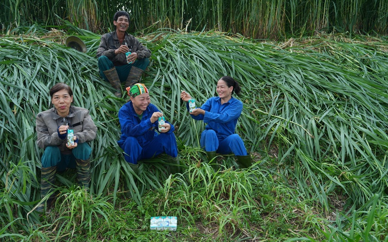 'Thổ nhưỡng vàng' Tuyên Quang làm nên chất lượng sữa tươi Kun