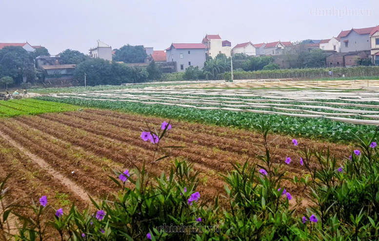 Đẩy nhanh hoàn thiện cơ sở dữ liệu đất đai, Hà Nội bước vào giai đoạn 'nước rút'- Ảnh 1.