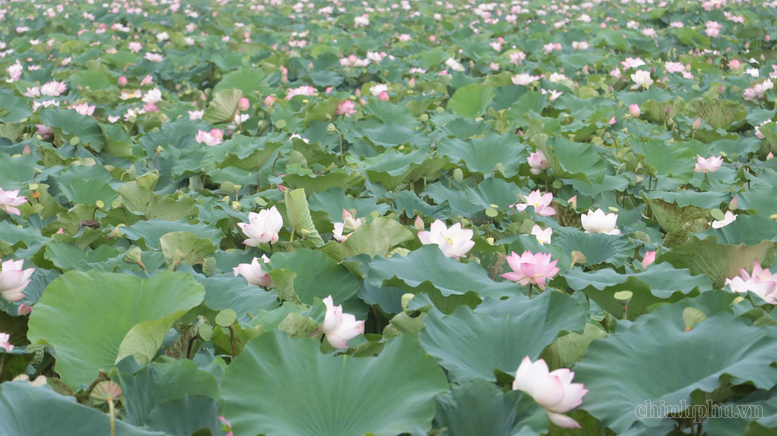 Nâng cao giá trị cây sen, mở hướng phát triển nông nghiệp đa giá trị- Ảnh 1.