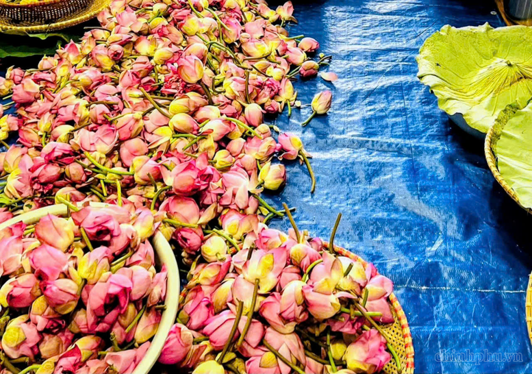 Nâng cao giá trị cây sen, mở hướng phát triển nông nghiệp đa giá trị- Ảnh 2.