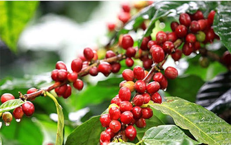 Nông sản Việt cần sớm thích ứng với quy định chống mất rừng của Vương quốc Anh
