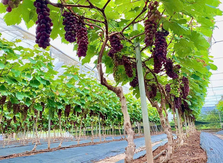 Đẩy mạnh kinh tế hợp tác và trang trại, tạo bệ phóng cho nông nghiệp hiện đại- Ảnh 2.