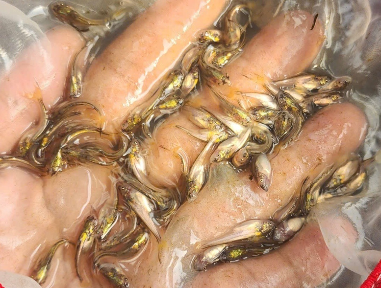 Lần đầu tiên sinh sản nhân tạo thành công cá bông lau, mở triển vọng nuôi thương phẩm ở ĐBSCL- Ảnh 1.