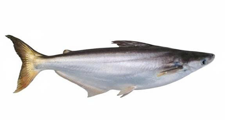 Lần đầu tiên sinh sản nhân tạo thành công cá bông lau, mở triển vọng nuôi thương phẩm ở ĐBSCL- Ảnh 2.