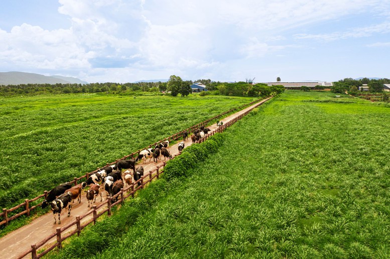 Vinamilk: "Đạt chuẩn" chưa phải là điểm dừng- Ảnh 2.