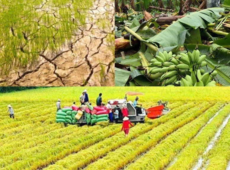 Nâng mức hỗ trợ phí bảo hiểm nông nghiệp- Ảnh 1.
