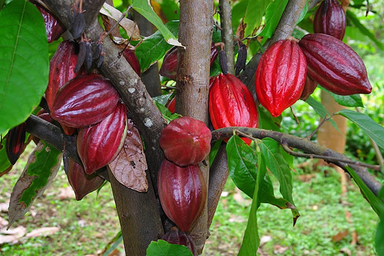 Tìm hướng mới để phát triển cây ca cao tại Việt Nam
