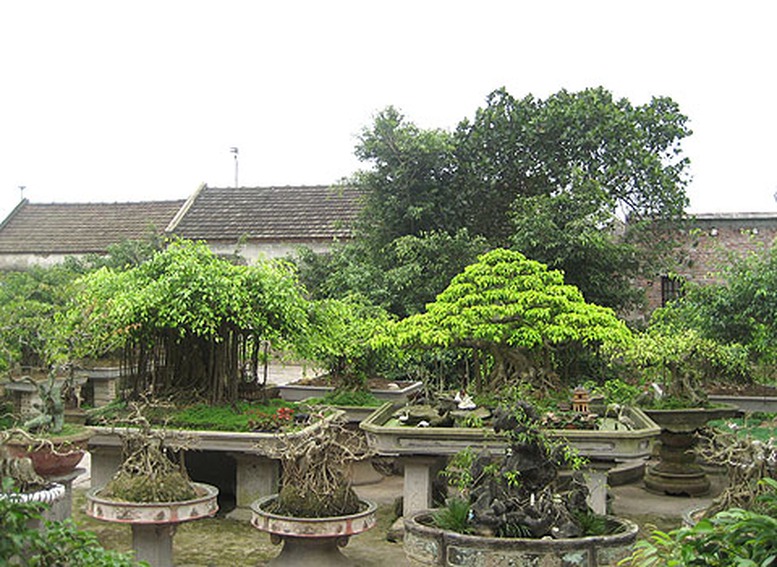 Con đường thương mại cho hoa, cây cảnh 