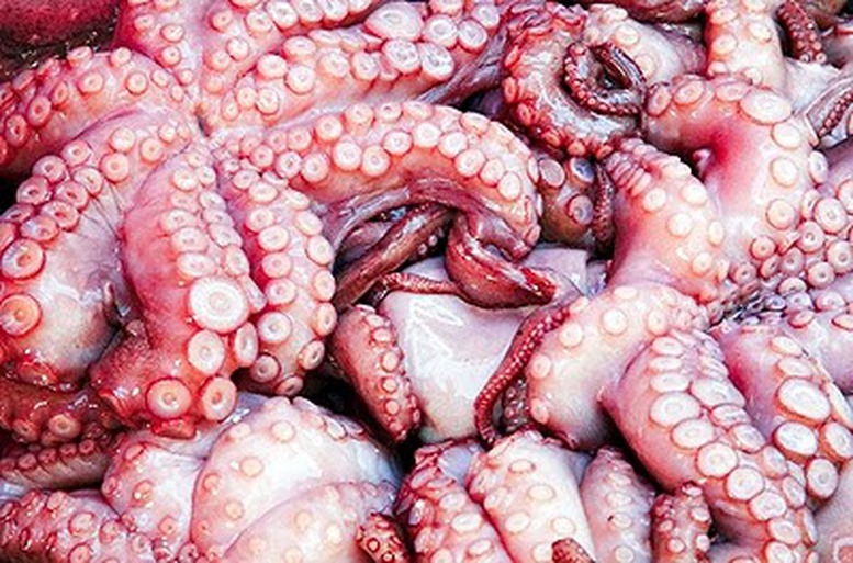 XK bạch tuộc đông lạnh sang Hàn Quốc tăng mạnh