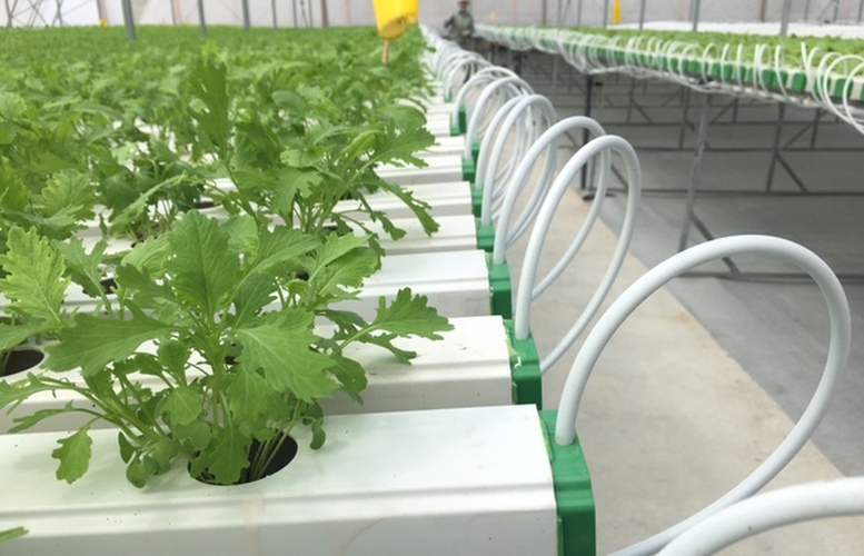 Nhiều lợi ích thiết thực từ phương pháp tưới tiết kiệm 