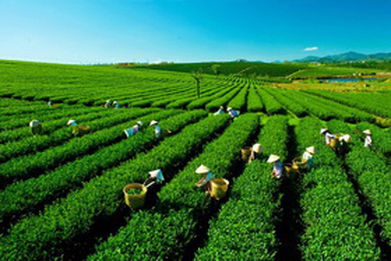 Tăng cường quản lý đất đai có nguồn gốc nông, lâm trường quốc doanh