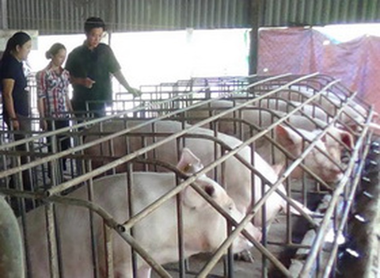 Thủ tục cấp GCN đủ điều kiện sản xuất, kinh doanh giống vật nuôi