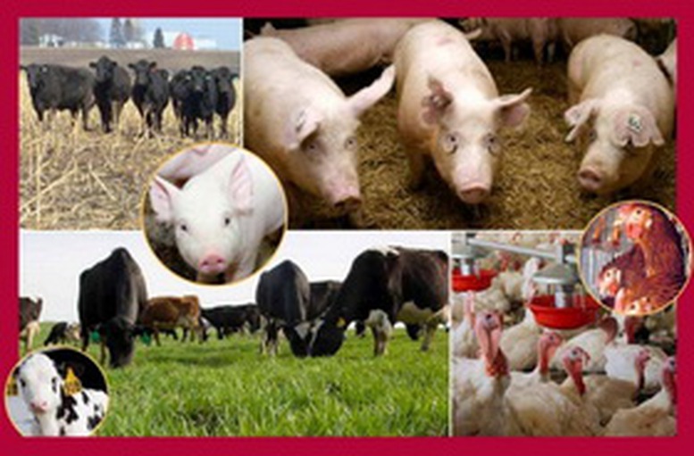 Đề xuất quy định xuất, nhập khẩu giống vật nuôi