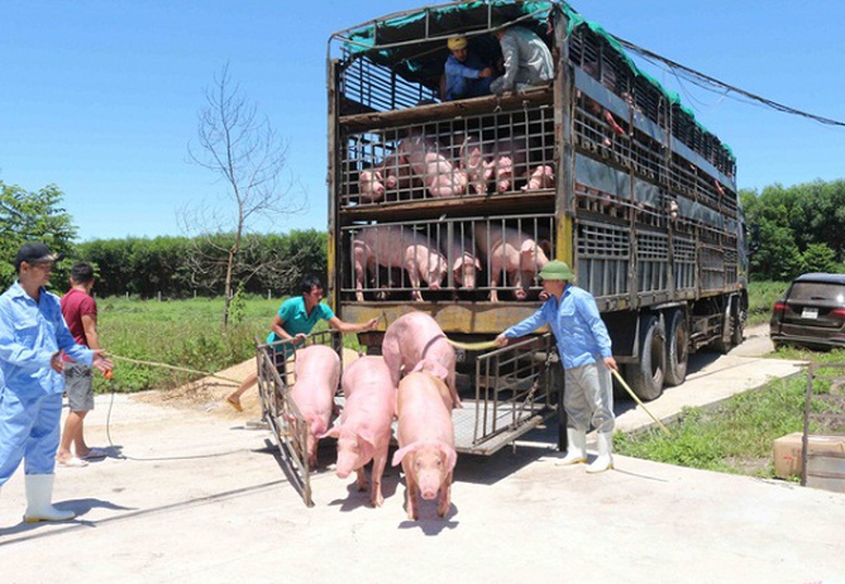 Tạm ngừng nhập khẩu lợn sống từ Thái Lan để giết mổ