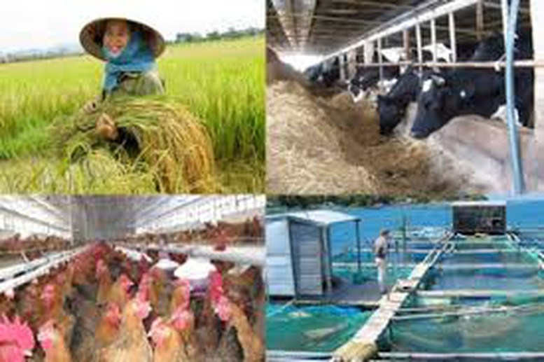 Kéo dài thời gian hỗ trợ phí bảo hiểm nông nghiệp đến hết năm 2021