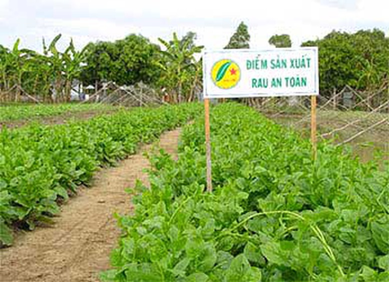 Thủ tục cấp chứng nhận sản xuất rau an toàn