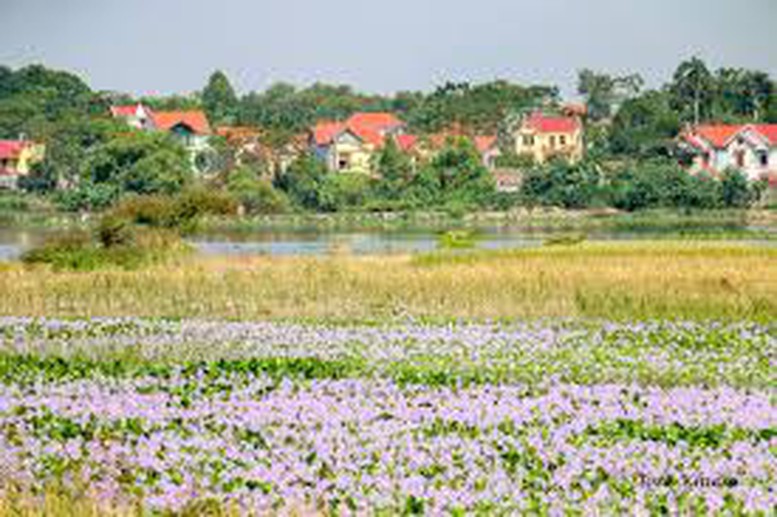 Đất quy hoạch nhưng chưa sử dụng có được chuyển mục đích?