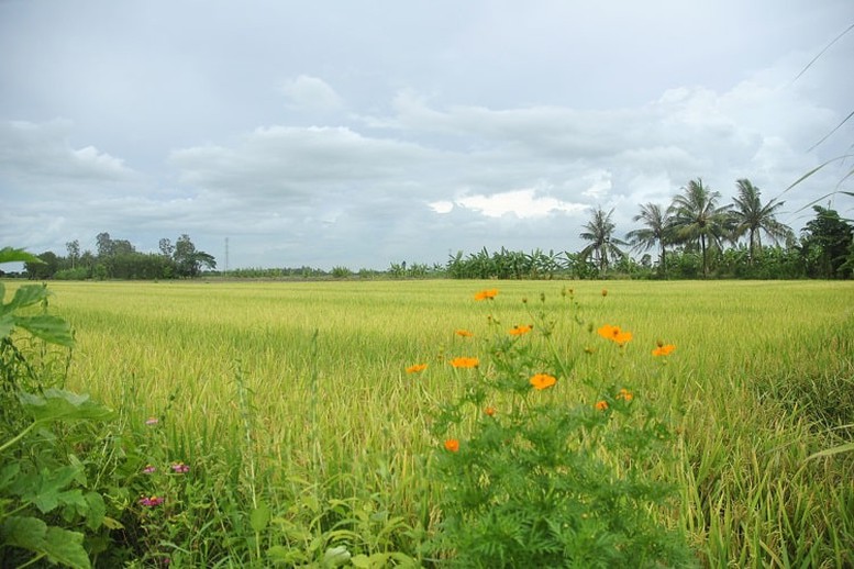 Điều kiện nhận chuyển nhượng đất lúa