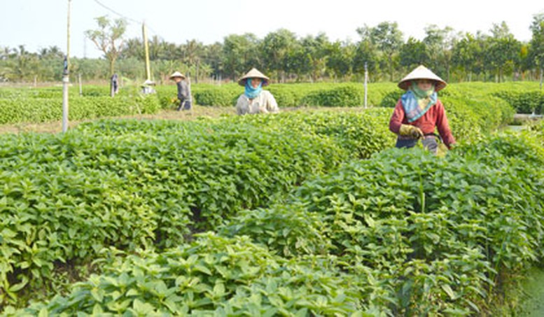 Hướng dẫn xác nhận người trực tiếp sản xuất nông nghiệp