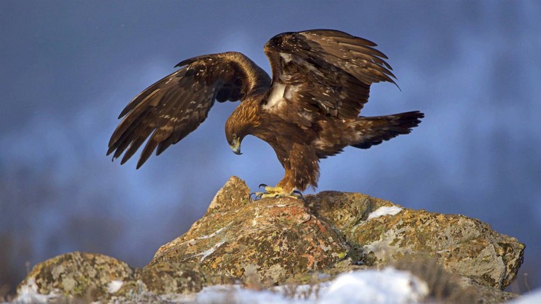 Rao bán chim săn mồi trên Facebook có vi phạm pháp luật?