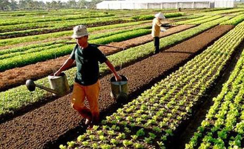Xác nhận người trực tiếp sản xuất nông nghiệp cần điều kiện gì?