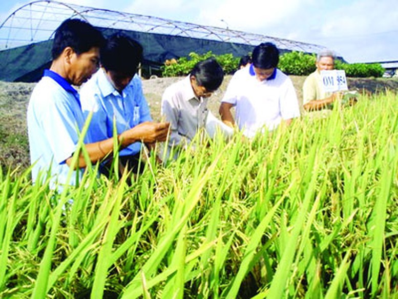 Gạo ST 20: Đặc sản hút khách