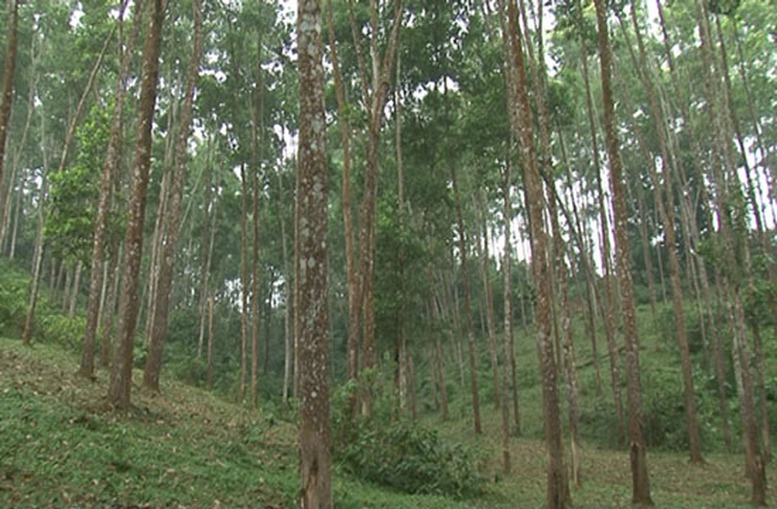 Nghiên cứu, hoàn thiện chính sách phát triển rừng gỗ lớn