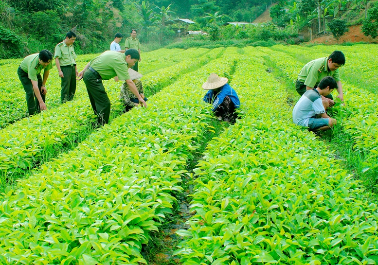 Đề xuất tiêu chí công nhận giống cây trồng lâm nghiệp